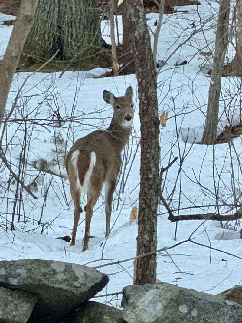 Image for the Tweet beginning: Oh Deer, Wenham. #boston 