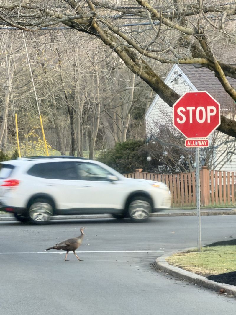 Image for the Tweet beginning: Stop you Turkey! #boston 