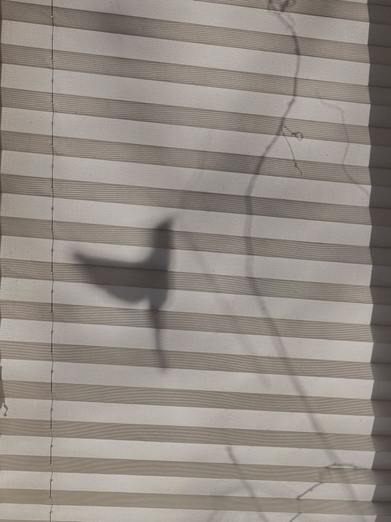 Image for the Tweet beginning: Shady bird. #boston 