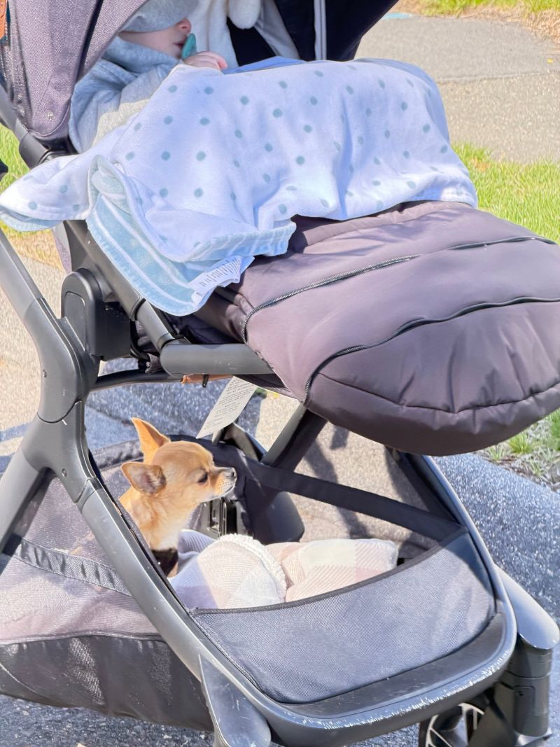 Image for the Tweet beginning: It’s double stroller time with