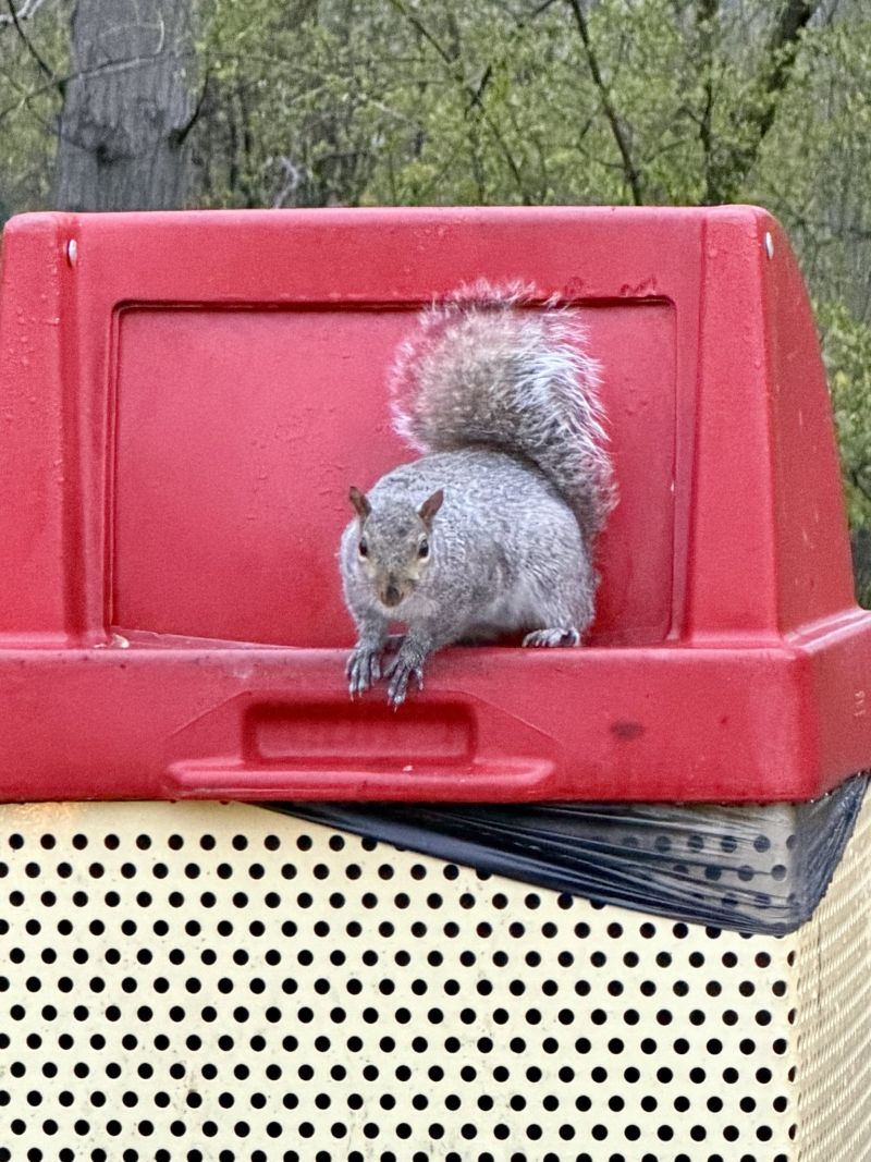 Image for the Tweet beginning: I just showed “Frank” it