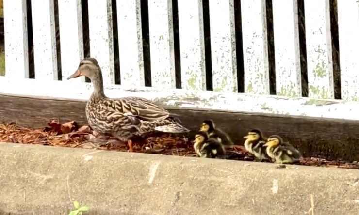 Image for the Tweet beginning: A Mother’s Day duck rescue