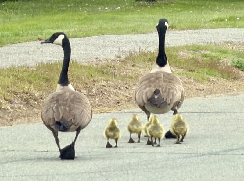 Image for the Tweet beginning: Follow the leaders! #boston @entering