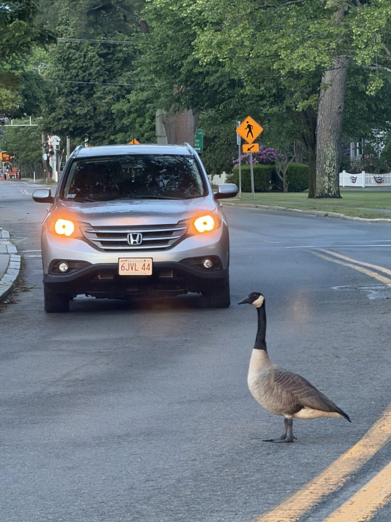 Image for the Tweet beginning: Beep beep! #boston 