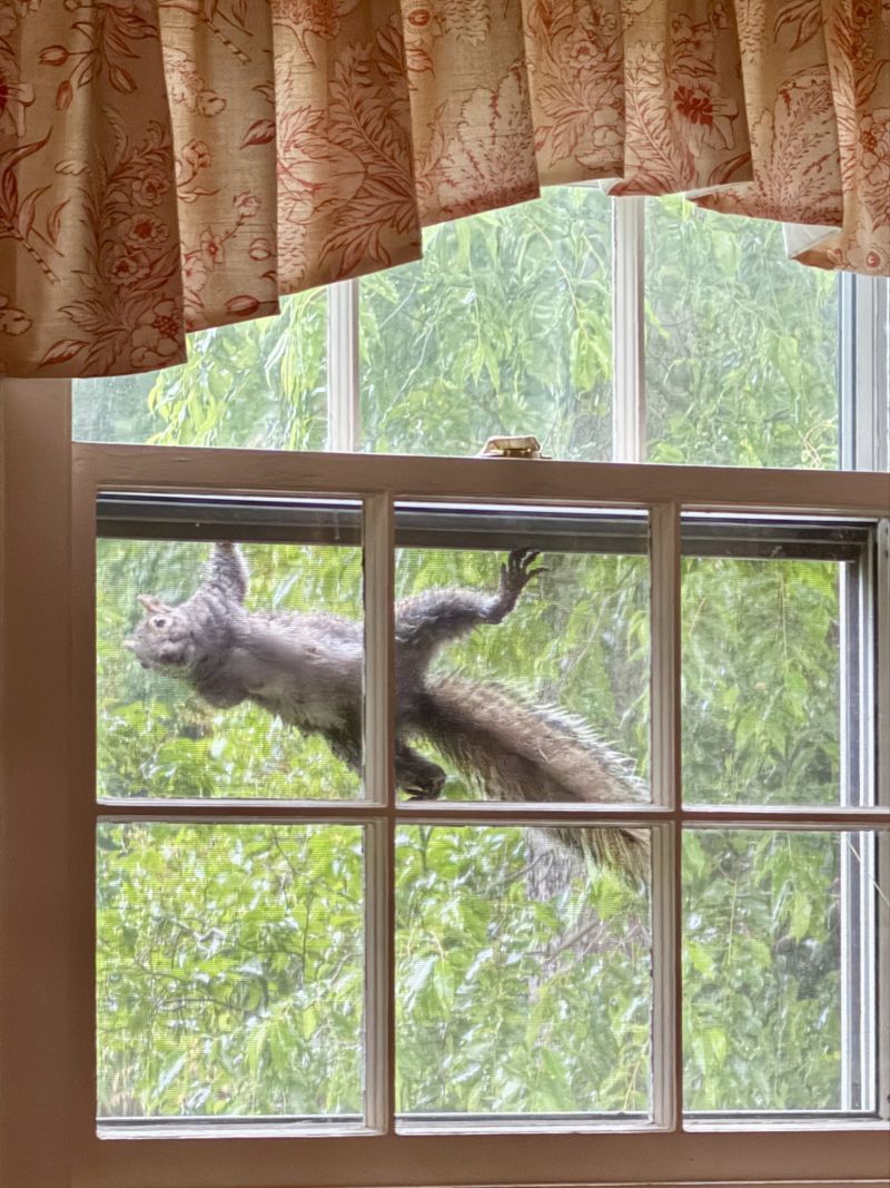 Image for the Tweet beginning: Peeking squirrel! #boston @EnteringBeverly 