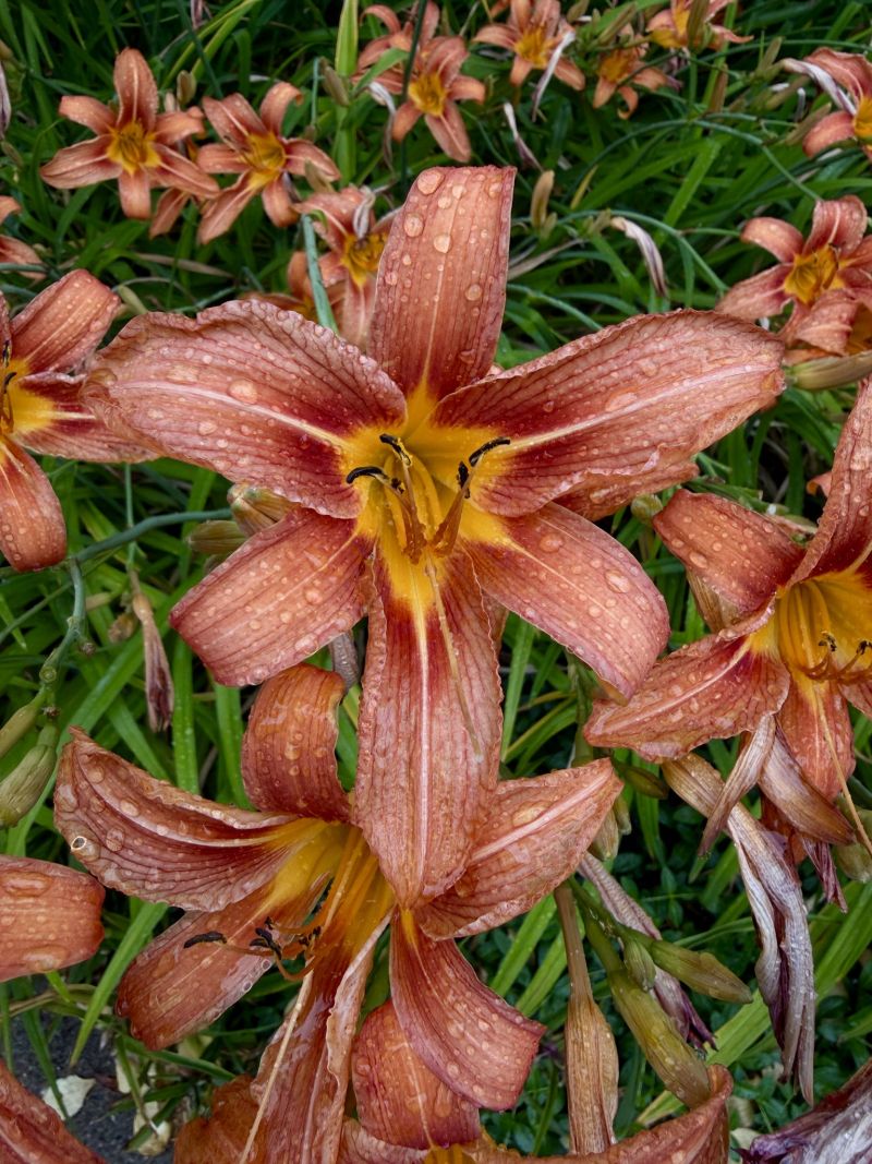 Image for the Tweet beginning: Raindrops are falling on my