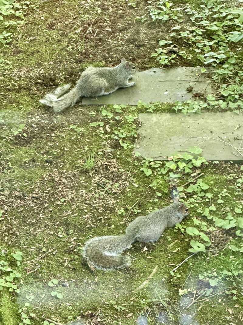 Image for the Tweet beginning: Twoooo hot squirrels. #boston 