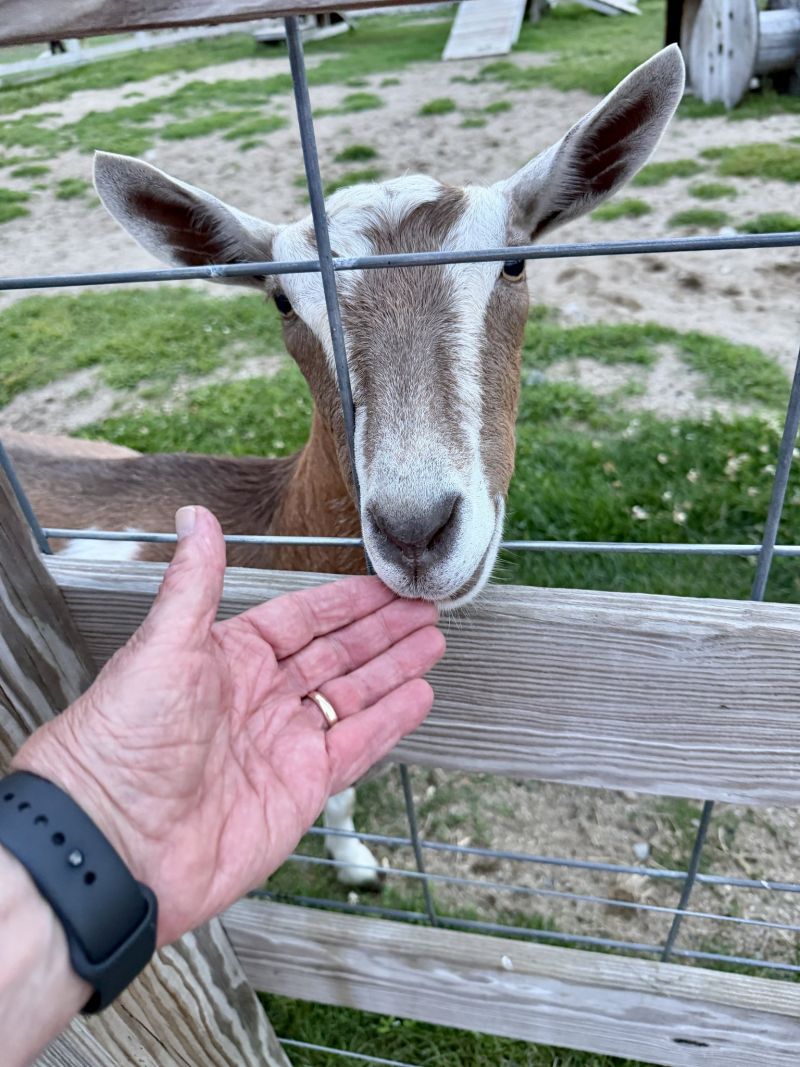 Image for the Tweet beginning: Young goat to the old