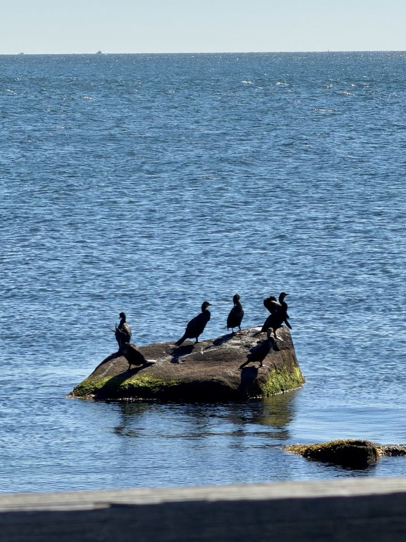 Image for the Tweet beginning: Cormorants landing, Falmouth. #boston 
