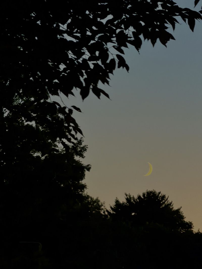 Image for the Tweet beginning: A waxing crescent moon nite