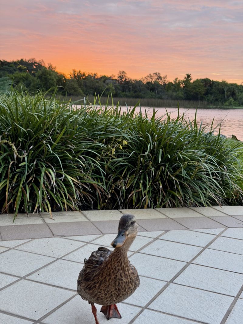 Image for the Tweet beginning: It was a ducky sunrise